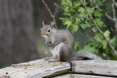 10-11-2023 "Miss Pots" Eastern Gray Squirrel (Sciurus carolinensis)