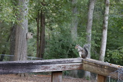9-26-2021 "Miss Pots" Eastern Gray Squirrel (Sciurus carolinensis)