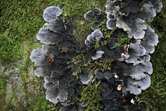 champis, mousses et lichens