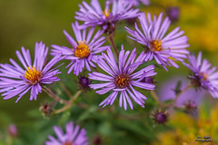 WILDFLOWERS - New England Aster