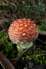 Cogumelos e fungos