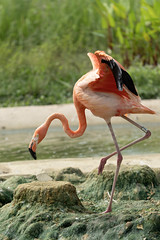Flamingo - 02