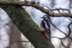 Pic épeiche - Great spotted woodpecker
