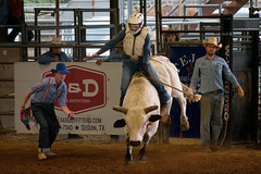Bull Ride, Tejas Rodeo, San Antonio, TX