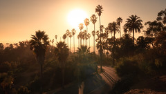 Sunny Days | Los Angeles