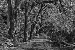 Bailey Arboretum, Locust Valley, New York
