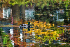 Mallard Drake and Pond Reflections