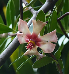 Clusiaceae