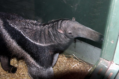Giant anteater day.