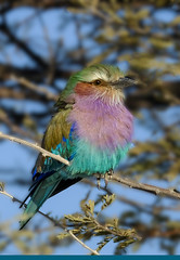 Birds Namibia