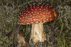 Mushrooms (Kingdom Fungi)