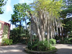 2023 Tenerife. Jardín de Aclimatación de La Orotava