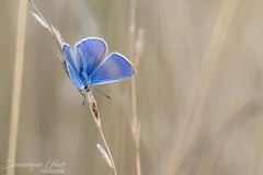 Azuré commun - Common blue