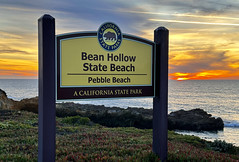 Bean Hollow Harbor Seals 12-10-2023