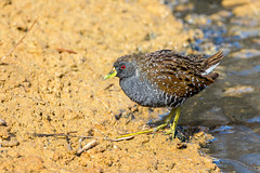 Rails and Crakes