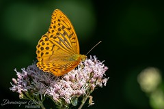 Tabac d'Espagne - Silver-washed fritillary