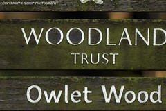 Owlet Woodland 16/12/2023
