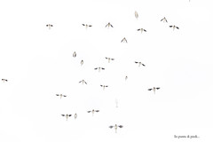 Fringuello alpino o fringuello delle nevi eurasiatico - white-winged snowfinch - Montifringilla nivalis - Niverolle alpine - Schneesperling - Pardal d'ala blanca - شرشور ثلجي أبيض الجناحين - Snježni vrabac