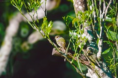 Passeriformes, Petroicidae - Australasian Robins