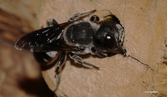 Megachile (Schizomegachile) monstrosa