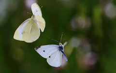 Collection : Butterflies