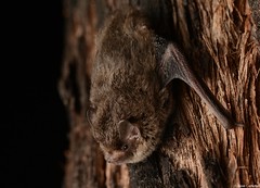 Vesper Bats (Vespertilionidae)