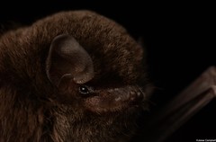 Bent-winged Bats (Miniopteridae).