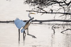 Grande aigrette - Great egret