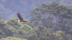 TW290 White-tailed Sea-eagle 白尾海鵰