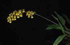 Gomesa florida (Coppensia macronyx) - 2023