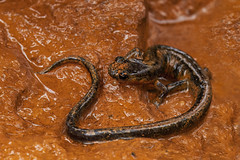 Salamandra-lusitânica (Chioglossa lusitanica)