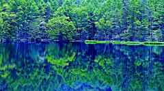 2023 Summer:Moss wood: Mishagaike Pond, Nagano