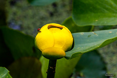 WILDFLOWERS - Yellow Pond Lilly