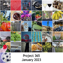 2023 - Project 365 Mosaics