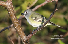Bird Families: Vireos, Shrike-Babblers, and Erpornis (Vireonidae)