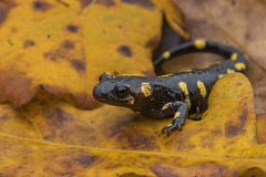 Salamandra-de-Pintas-Amarelas (Salamandra salamandra)