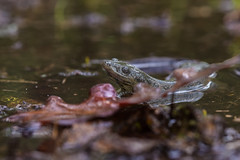 Salamandra-de-costelas-salientes (Pleurodeles waltl)