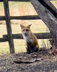 a Red fox on the side of the road