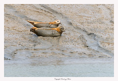 Common Seals -Phoca vitulina 