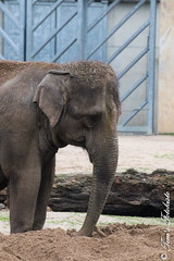 Besuch Nr. 1098. am 07-01-2024 in Köln (Zoo)