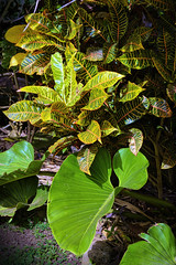 Grenada (vegetation)