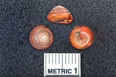 Land Gastropods of the Southeast U.S.