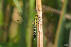 DRAGONFLIES - Green Clearwing