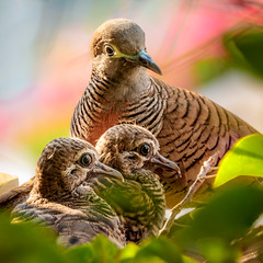 Zebra Doves Nesting