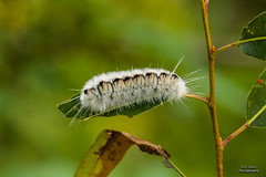 INSECTS - Caterpillar