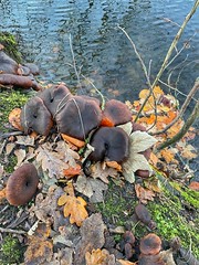 Fungi - mushrooms- paddestoelen - champignons