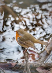 Robin redbreast bird - roodborstje - rouge-gorge