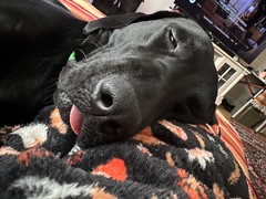Sleeping with his tongue out
