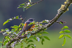 Bhoutan et ses oiseaux
