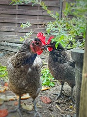 Chickens Thelma & Louise - Heverlee